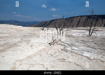 Gli alberi morti in piedi di depositi minerali, sinterizzato terrazze, terrazza principale, Mammoth Hot Springs, il Parco Nazionale di Yellowstone Foto Stock