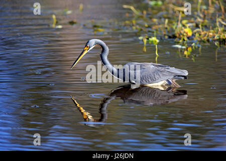 Airone tricolore (Egretta tricolore) in piedi in acqua, adulti inseguono, food search, Wakodahatchee zone umide, Delray Beach, Florida Foto Stock