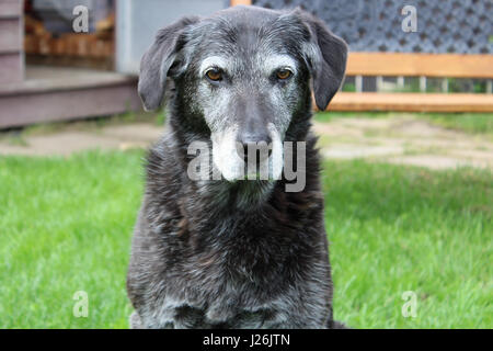 Burbero cane Senior nel cortile posteriore Foto Stock