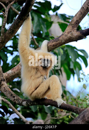 Mano bianca gibbone, Lar (Hylobates lar) femmina adulta sull albero, verificarsi nel sud-est asiatico, captive Foto Stock