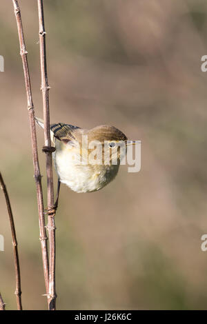 Willow trillo (Phylloscopus trochilus) sul ramo, Hesse, Germania Foto Stock