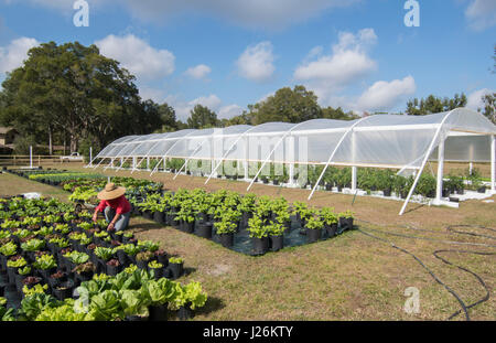 Central Florida home organico giardino con piante e verdure con donna agricoltura in cortile per una sana dieta e mangiare agriturismo coop Foto Stock