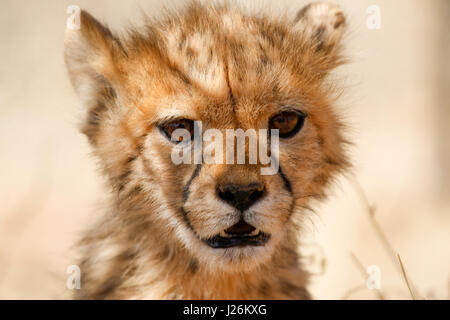 Close up cube baby cheetah cub in africa Foto Stock