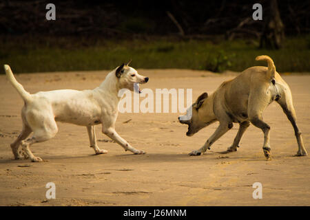 Due cani di giocare o di lotta sulla spiaggia. Foto Stock