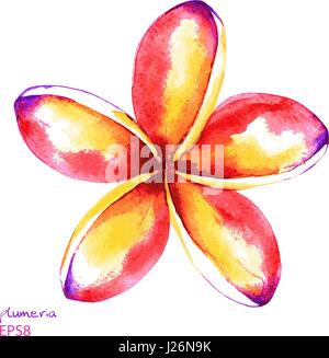 Dipinto a mano plumeria fiore di colore giallo e rosso. Vettore illustrazione ad acquerello isolati su sfondo bianco. Elemento per il design. Illustrazione Vettoriale