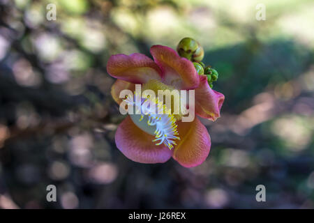 Macro di una palla di cannone tree flower (Couroupita guianensis) a Mendut monastero Buddista, Indonesia Foto Stock