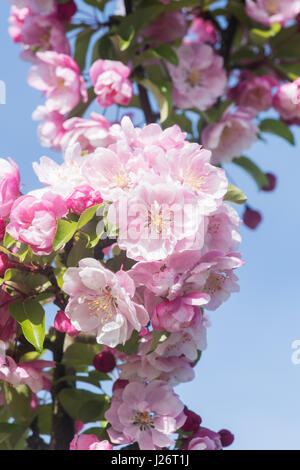 Malus 'Van Eseltine'. Crab Apple 'Van Eseltine' fiore in primavera. Regno Unito Foto Stock