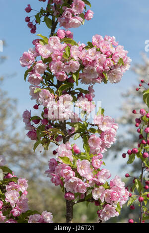 Malus 'Van Eseltine'. Crab Apple 'Van Eseltine' fiore in primavera. Regno Unito Foto Stock