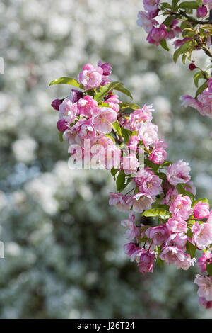 Malus 'Van Eseltine'. Crab Apple 'Van Eseltine' fiore in primavera. Regno Unito Foto Stock