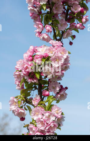 Malus 'Van Eseltine'. Crab Apple 'Van Eseltine' fiore in primavera. Regno Unito Foto Stock