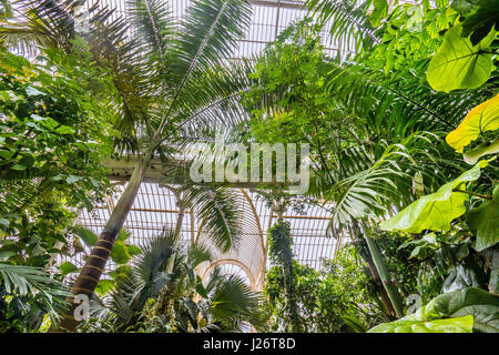 Gran Bretagna, Inghilterra, Kew Gardens in London Borough of Richmond upon Thames, vista interna del Vittoriano struttura in ferro e vetro di Palm Foto Stock