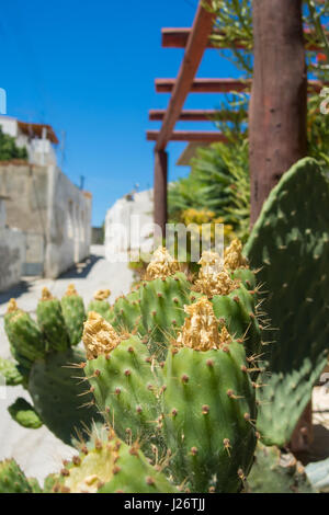 Vecchio verde Cactus di fronte offuscata la parte vecchia della città greca center Foto Stock