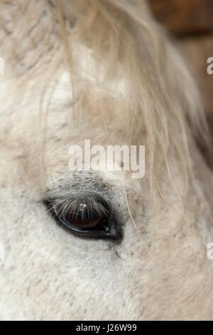 Un primo piano immagine di un cavallo bianco's eye Foto Stock