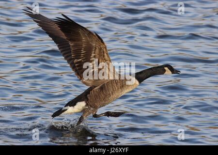 Un Canada goose (Branta canadensis) decolla da un lago Foto Stock