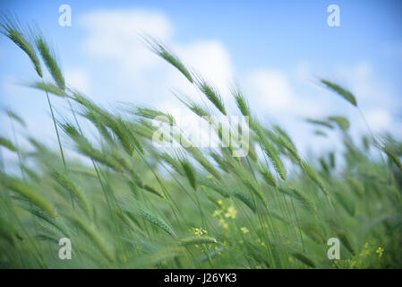 Wild orzo campo in un soleggiato e ventoso giorno, impianti scosso, nubi sul cielo blu, il fuoco selettivo Foto Stock