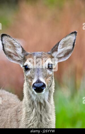 White-tailed deer (Odocoileus virginianus) doe Foto Stock