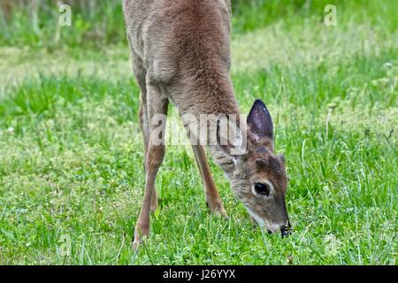 Young white-tailed deer (Odocoileus virginianus) buck inizio a crescere i palchi a fine aprile Foto Stock