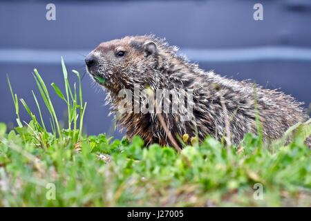 Marmotta (Marmota monax) sa anche come una marmotta nordamericana in un campo di erba in una piovosa giornata di primavera Foto Stock