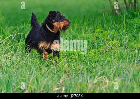 Jagdterrier in erba guarda trace fox,cani da caccia Foto Stock