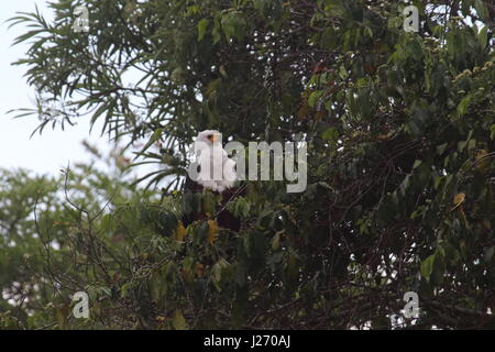 African Fish Eagle Haliaetus vocifer, in Kasnka National Park, Zambia, Africa Foto Stock