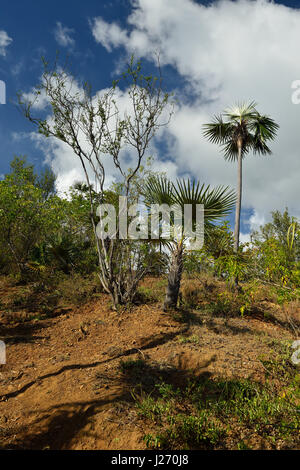 Il sentiero per il picco più alto su Cuba Pico Turquino essendo in una catena montuosa della Sierra Maestra a Cuba Foto Stock