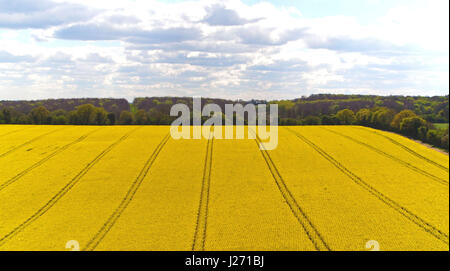 Una veduta aerea di un campo di semi di colza in Nord Waltham, Hampshire, come l'esplosione di Arctic meteo che ha portato la neve in Scozia settentrionale continua a muoversi a sud. Foto Stock