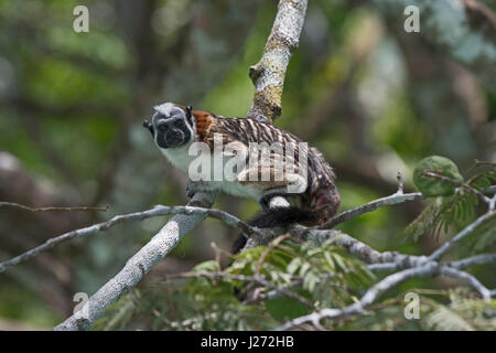 Geoffroy's tamarin, noto anche come il panamense, rosso-crested o rufous-naped tamarin Saguinus geoffroyi nel Darién Panama Foto Stock