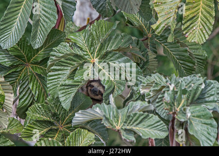 Marrone-throated Sloth (Bradypus variegatus) di il bradipo famiglia, maschio Panama Foto Stock