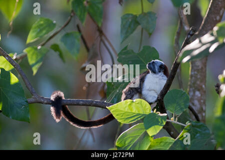 Geoffroy's tamarin, noto anche come il panamense, rosso-crested o rufous-naped tamarin Saguinus geoffroyi nel Darién Panama Foto Stock