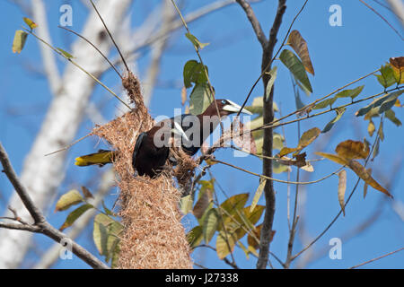 Castagne e intitolata Oropendola Psarocolius wagleri a nido tettoia Darién Camp Panama Foto Stock