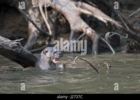 Neotropical Lontra di fiume Lontra longicaudis Chucunaque Fiume Darién Panama Foto Stock