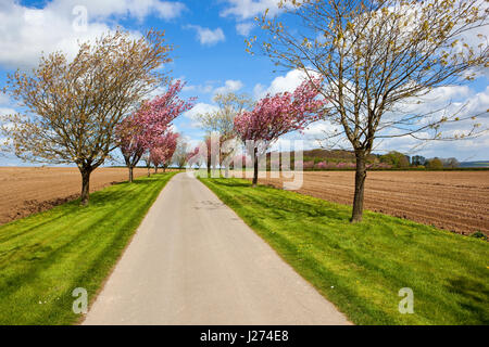 Un viale di alberi di ciliegio con rosa e bianco fiore sconfinano in erba e una fattoria la via a fianco di recente fatto righe di patate sotto un azzurro cielo nuvoloso springtim Foto Stock