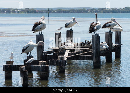 Australia 2016/17. Pellicani appollaiarsi su un vecchio molo nel lago Budgiewoi al punto Wallarah, Toukley, Nuovo Galles del Sud, Australia. © Roger Donovan, Media Pho Foto Stock