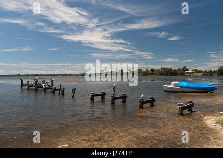 Australia 2016/17. Pellicani appollaiarsi su un vecchio molo nel lago Budgiewoi al punto Wallarah, Toukley, Nuovo Galles del Sud, Australia. Foto Stock