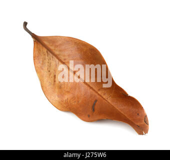 Secco Foglie di autunno di magnolia. Isolato su sfondo bianco. Foto Stock