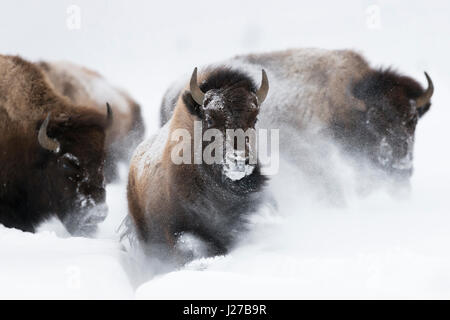 Bisonti americani / Amerikanische bisonti ( Bison bison ) in inverno, storming, in esecuzione attraverso la fresca neve profonda, Scatto frontale, Wyoming negli Stati Uniti. Foto Stock