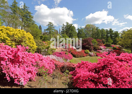 Virginia Water, Berkshire, Regno Unito. Xxv Aprile 2017. Regno Unito Meteo. È stata una mattina di sole a Virginia Water in Berkshire, dove le azalee in Punch Bowl sono una splendida miscela di rossi vibranti, rosa e bianco. Credito: Julia Gavin UK/Alamy Live News Foto Stock