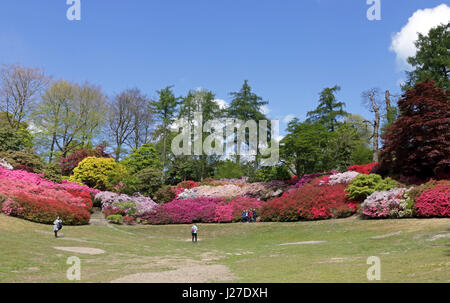 Virginia Water, Berkshire, Regno Unito. Xxv Aprile 2017. Regno Unito Meteo. È stata una mattina di sole a Virginia Water in Berkshire, dove le azalee in Punch Bowl sono una splendida miscela di rossi vibranti, rosa e bianco. Credito: Julia Gavin UK/Alamy Live News Foto Stock