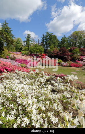 Virginia Water, Berkshire, Regno Unito. Xxv Aprile 2017. Regno Unito Meteo. È stata una mattina di sole a Virginia Water in Berkshire, dove le azalee in Punch Bowl sono una splendida miscela di rossi vibranti, rosa e bianco. Credito: Julia Gavin UK/Alamy Live News Foto Stock