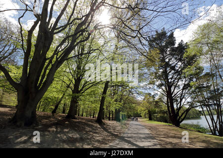 Virginia Water, Berkshire, Regno Unito. Xxv Aprile 2017. Regno Unito Meteo. È stata una mattina di sole a Virginia Water in Berkshire, dove le nuove foglie sul faggi sono una vibrante verde. Credito: Julia Gavin UK/Alamy Live News Foto Stock