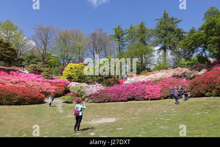 Virginia Water, Berkshire, Regno Unito. Xxv Aprile 2017. Regno Unito Meteo. È stata una mattina di sole a Virginia Water in Berkshire, dove le azalee in Punch Bowl sono una splendida miscela di rossi vibranti, rosa e bianco. Credito: Julia Gavin UK/Alamy Live News Foto Stock