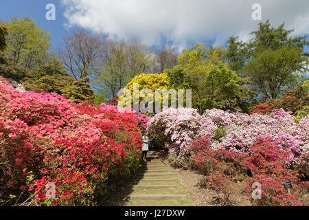 Virginia Water, Berkshire, Regno Unito. Xxv Aprile 2017. Regno Unito Meteo. È stata una mattina di sole a Virginia Water in Berkshire, dove le azalee in Punch Bowl sono una splendida miscela di rossi vibranti, rosa e bianco. Credito: Julia Gavin UK/Alamy Live News Foto Stock