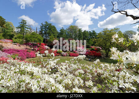 Virginia Water, Berkshire, Regno Unito. Xxv Aprile 2017. Regno Unito Meteo. È stata una mattina di sole a Virginia Water in Berkshire, dove le azalee in Punch Bowl sono una splendida miscela di rossi vibranti, rosa e bianco. Credito: Julia Gavin UK/Alamy Live News Foto Stock