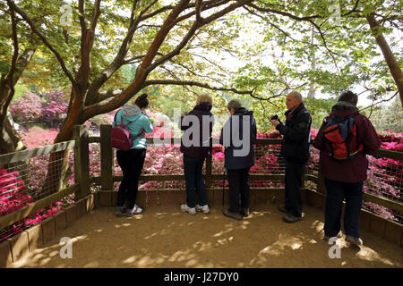 Virginia Water, Berkshire, Regno Unito. Xxv Aprile 2017. Regno Unito Meteo. È stata una mattina di sole a Virginia Water in Berkshire. Visitatori godendo i colori spettacolari delle azalee in Punch Bowl. Credito: Julia Gavin UK/Alamy Live News Foto Stock