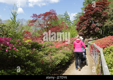 Virginia Water, Berkshire, Regno Unito. Xxv Aprile 2017. Regno Unito Meteo. È stata una mattina di sole a Virginia Water in Berkshire, dove le azalee in Punch Bowl sono una splendida miscela di rossi vibranti, rosa e bianco. Credito: Julia Gavin UK/Alamy Live News Foto Stock