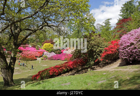 Virginia Water, Berkshire, Regno Unito. Xxv Aprile 2017. Regno Unito Meteo. È stata una mattina di sole a Virginia Water in Berkshire, dove le azalee in Punch Bowl sono una splendida miscela di rossi vibranti, rosa e bianco. Credito: Julia Gavin UK/Alamy Live News Foto Stock