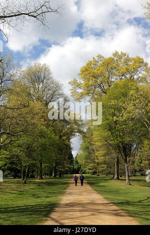 Virginia Water, Berkshire, Regno Unito. Xxv Aprile 2017. Regno Unito Meteo. È stata una mattina di sole a Virginia Water in Berkshire, dove le nuove foglie degli alberi sono una miscela vibrante di verdi. Credito: Julia Gavin UK/Alamy Live News Foto Stock