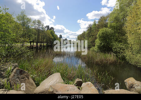 Virginia Water, Berkshire, Regno Unito. Xxv Aprile 2017. Regno Unito Meteo. È stata una mattina di sole a Virginia Water in Berkshire, dove le nuove foglie degli alberi sono una miscela vibrante di verdi. Credito: Julia Gavin UK/Alamy Live News Foto Stock