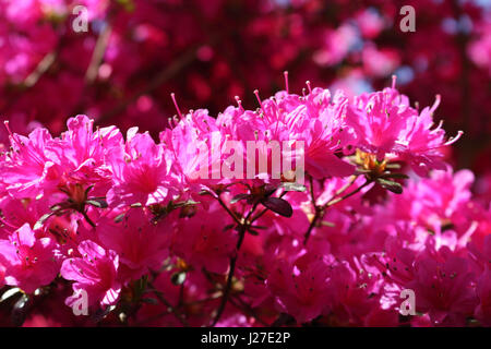 Virginia Water, Berkshire, Regno Unito. Xxv Aprile 2017. Regno Unito Meteo. È stata una mattina di sole a Virginia Water in Berkshire, dove le azalee in Punch Bowl sono una splendida miscela di rossi vibranti, rosa e bianco. Credito: Julia Gavin UK/Alamy Live News Foto Stock