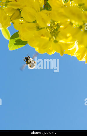 Stirlingshire, Scotland, Regno Unito. 16 Maggio, 2017. Regno Unito - previsioni del tempo - Dopo un caloroso ma showery per iniziare la giornata a bumblebee raccoglie il polline e il nettare da Maggiociondolo albero contro blu luminoso cielo del pomeriggio Credito: Kay Roxby/Alamy Live News Foto Stock